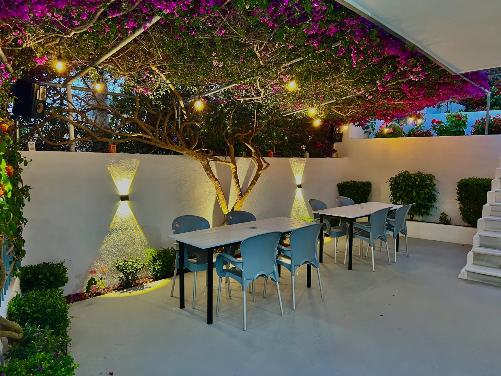 Evenings under the bougainvillea